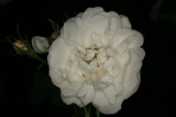 Rosa x alba 'Alba Maxima' RCP6-09 168.jpg